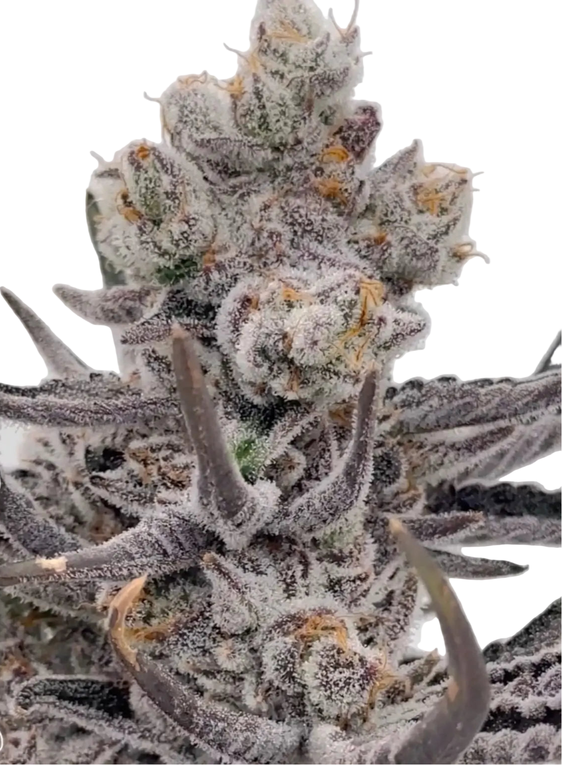 Permanent Chimera #35 | Hydroponic Exotic THCa Flower